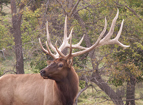 Coteau Hills Elk Hunts