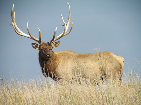Coteau Hills Elk Hunts